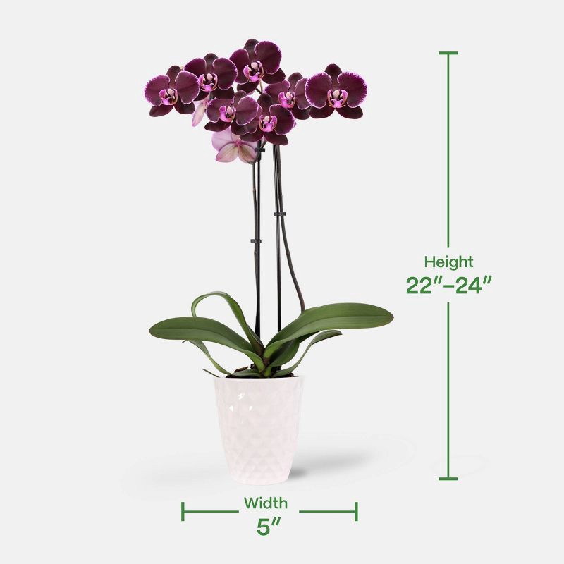 slide 4 of 7, 5" Valentine's Day Orchid Pink/Purple - Good Little Garden™, 1 ct