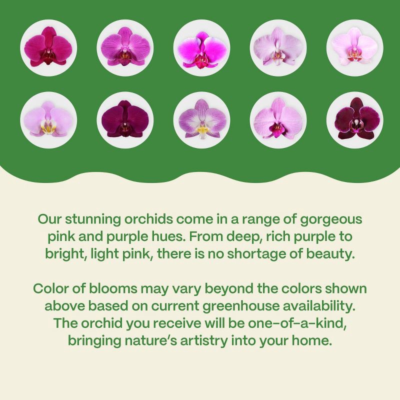 slide 5 of 7, 5" Valentine's Day Orchid Pink/Purple - Good Little Garden™, 1 ct