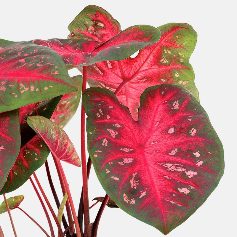 slide 2 of 6, 6" Christmas Caladium - Good Little Garden™, 1 ct