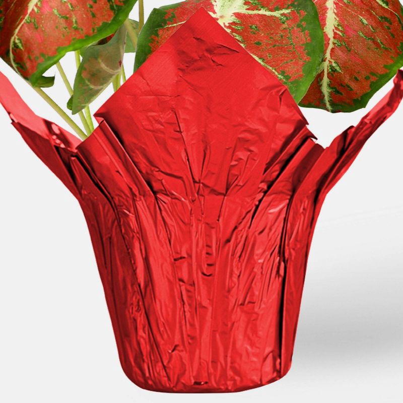 slide 3 of 6, 6" Christmas Caladium - Good Little Garden™, 1 ct