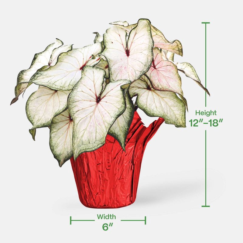 slide 4 of 6, 6" Christmas Caladium - Good Little Garden™, 1 ct