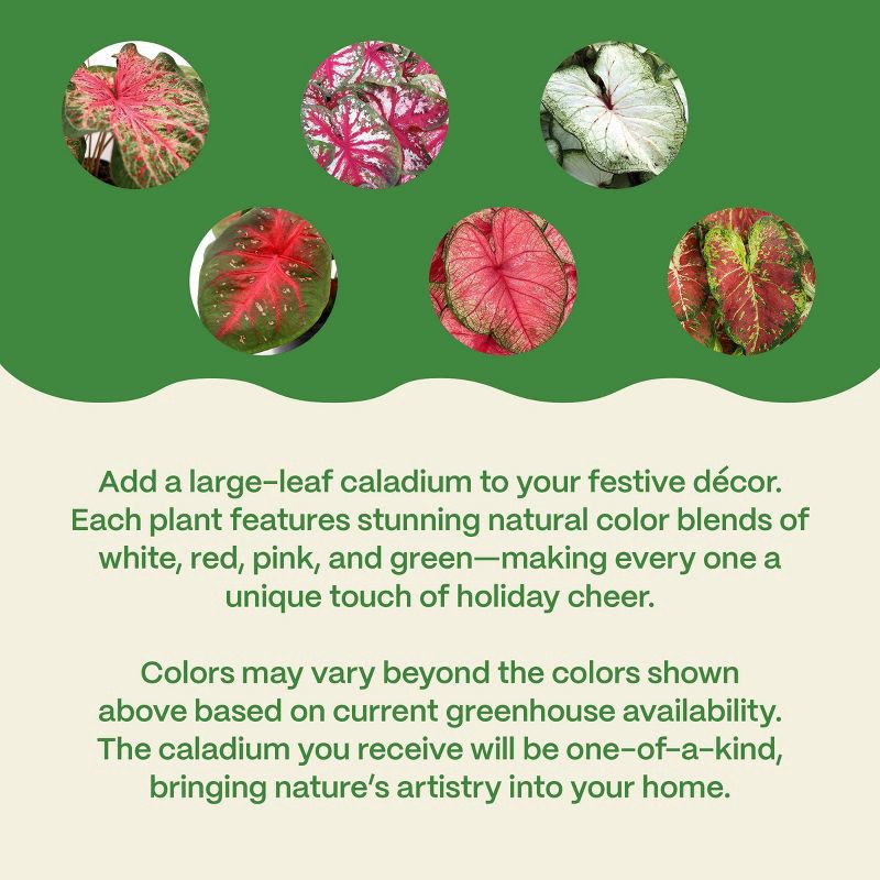 slide 5 of 6, 6" Christmas Caladium - Good Little Garden™, 1 ct