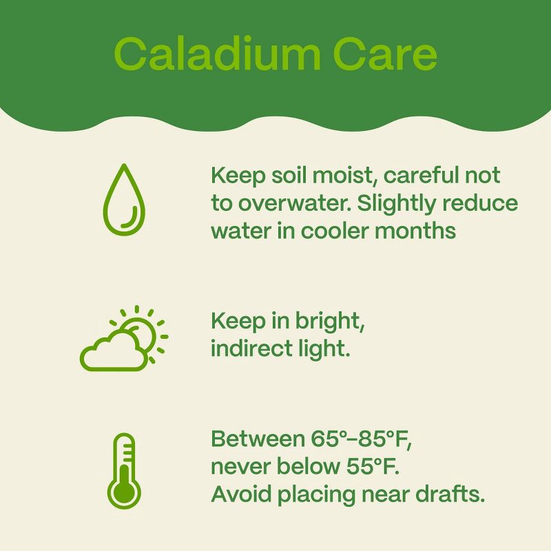 slide 6 of 6, 6" Christmas Caladium - Good Little Garden™, 1 ct