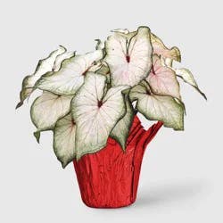 6" Christmas Caladium - Good Little Garden™