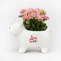 Live 2" Valentine's Day Plant in Love You Frenchie - Good Little Garden™