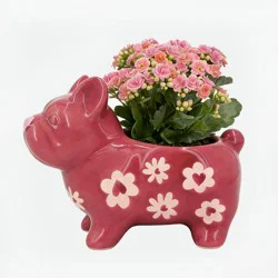 Live 2" Valentine's Day Plant in Pink Heart Frenchie - Good Little Garden™