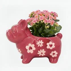 Live 2" Valentine's Day Plant in Pink Heart Frenchie - Good Little Garden™
