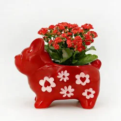 Live 2" Valentine's Day Plant in Red Heart Frenchie - Good Little Garden™