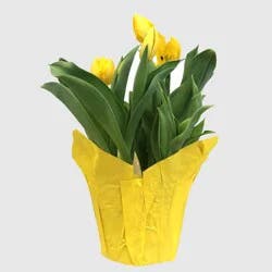 6" Tulip in Potcover Yellow - Good Little Garden™