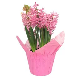 Live 6" Hyacinth Potted Plant in Potcover - Good Little Garden™