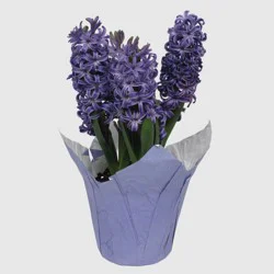 Live 6" Blue Hyacinth Potted Plant in Potcover - Good Little Garden™