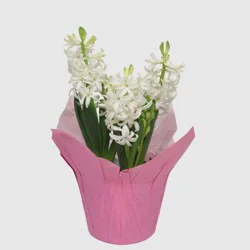 Live 6" White Hyacinth Potted Plant in Potcover - Good Little Garden™