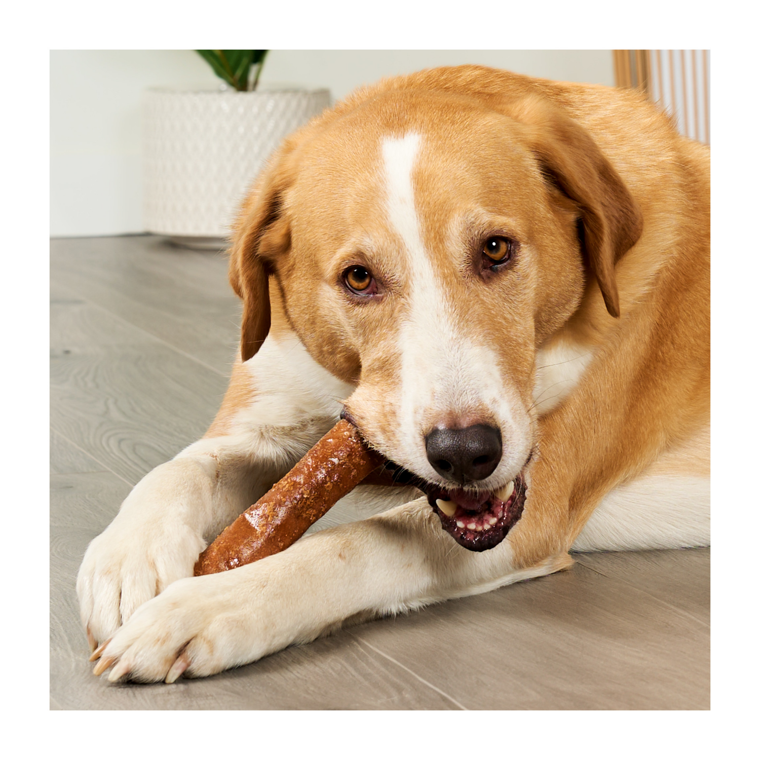 slide 2 of 4, Treatly Chicken Coated Collagen Rolls, Large Dog Chews, 3 count, 3 ct