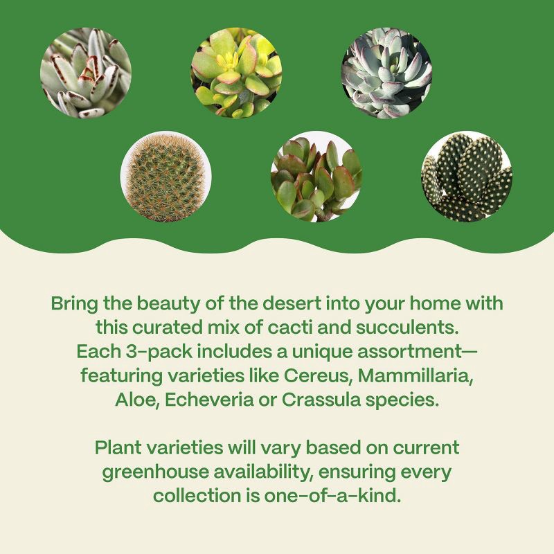 slide 5 of 6, Live Succulent and Cactus Desert Collection - 3pk - Good Little Garden™, 3 ct