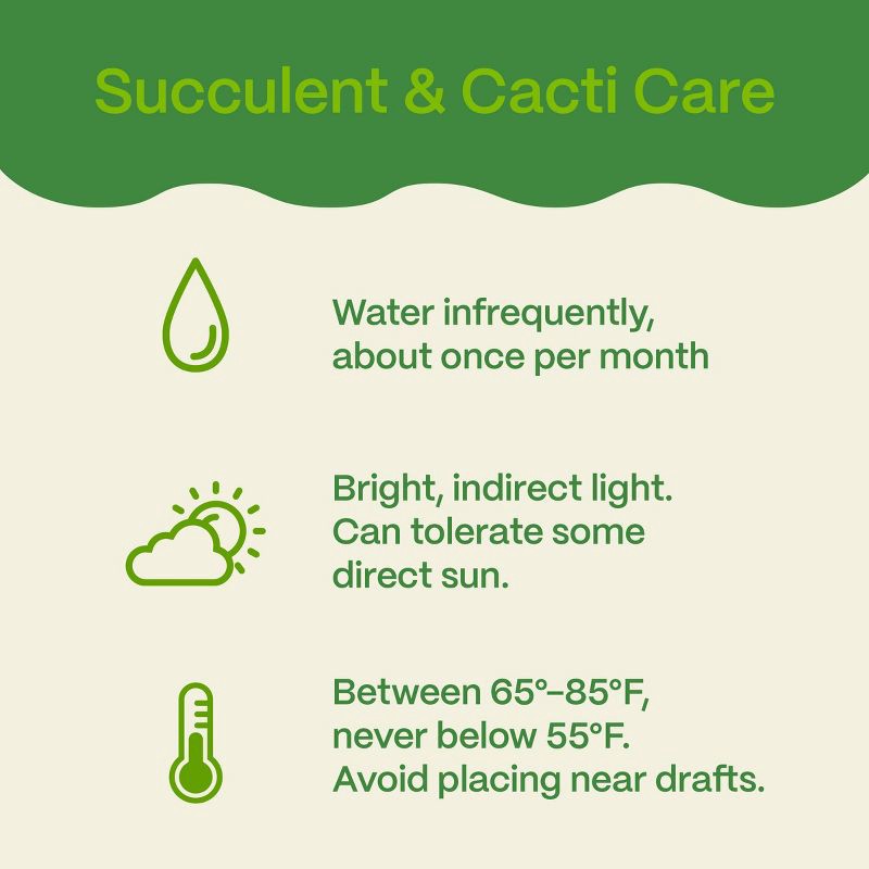 slide 6 of 6, Live Succulent and Cactus Desert Collection - 3pk - Good Little Garden™, 3 ct