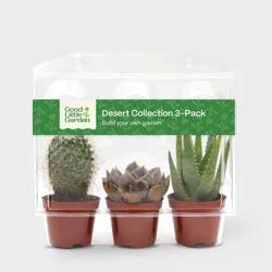 Live Succulent and Cactus Desert Collection - 3pk - Good Little Garden™