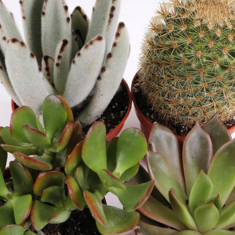 slide 2 of 6, Live Succulent and Cactus Desert Collection - 6pk - Good Little Garden™, 6 ct