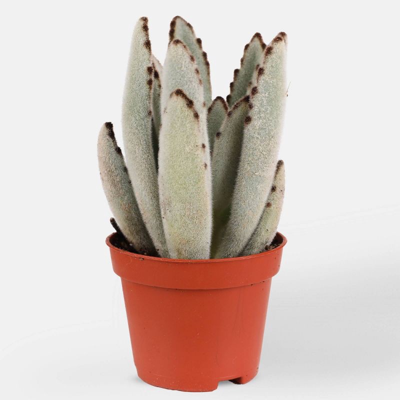 slide 3 of 6, Live Succulent and Cactus Desert Collection - 6pk - Good Little Garden™, 6 ct