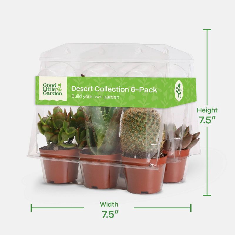 slide 4 of 6, Live Succulent and Cactus Desert Collection - 6pk - Good Little Garden™, 6 ct