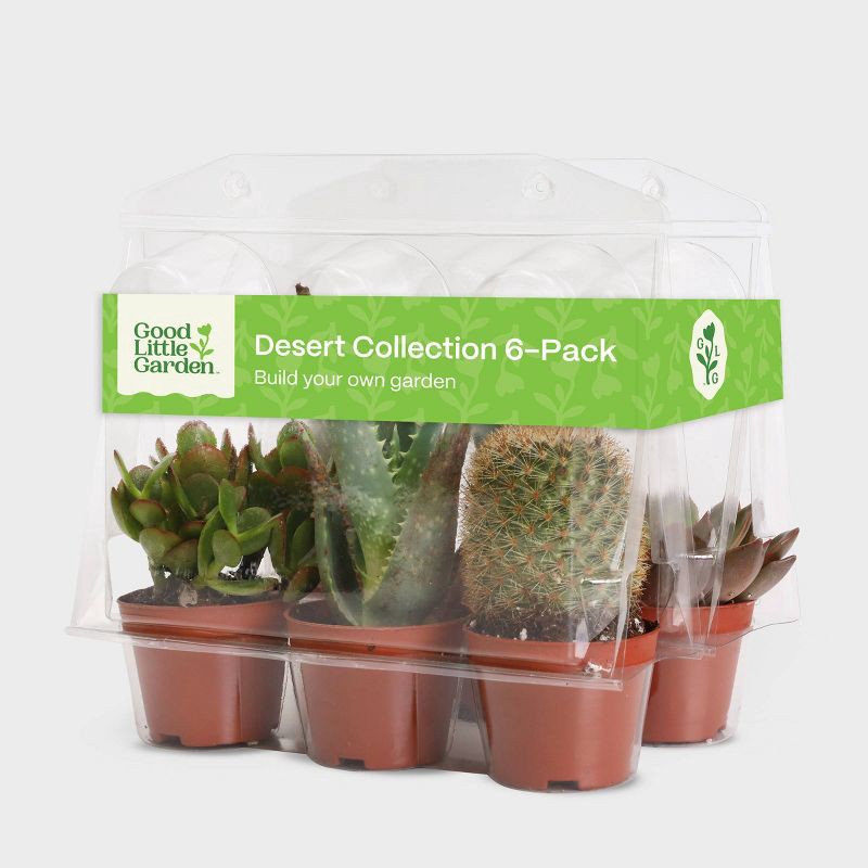 slide 1 of 6, Live Succulent and Cactus Desert Collection - 6pk - Good Little Garden™, 6 ct
