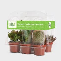 Live Succulent and Cactus Desert Collection - 6pk - Good Little Garden™
