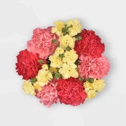 Fresh Cut Valentine's Day Rainbow Carnation Bunch - Good Little Garden™