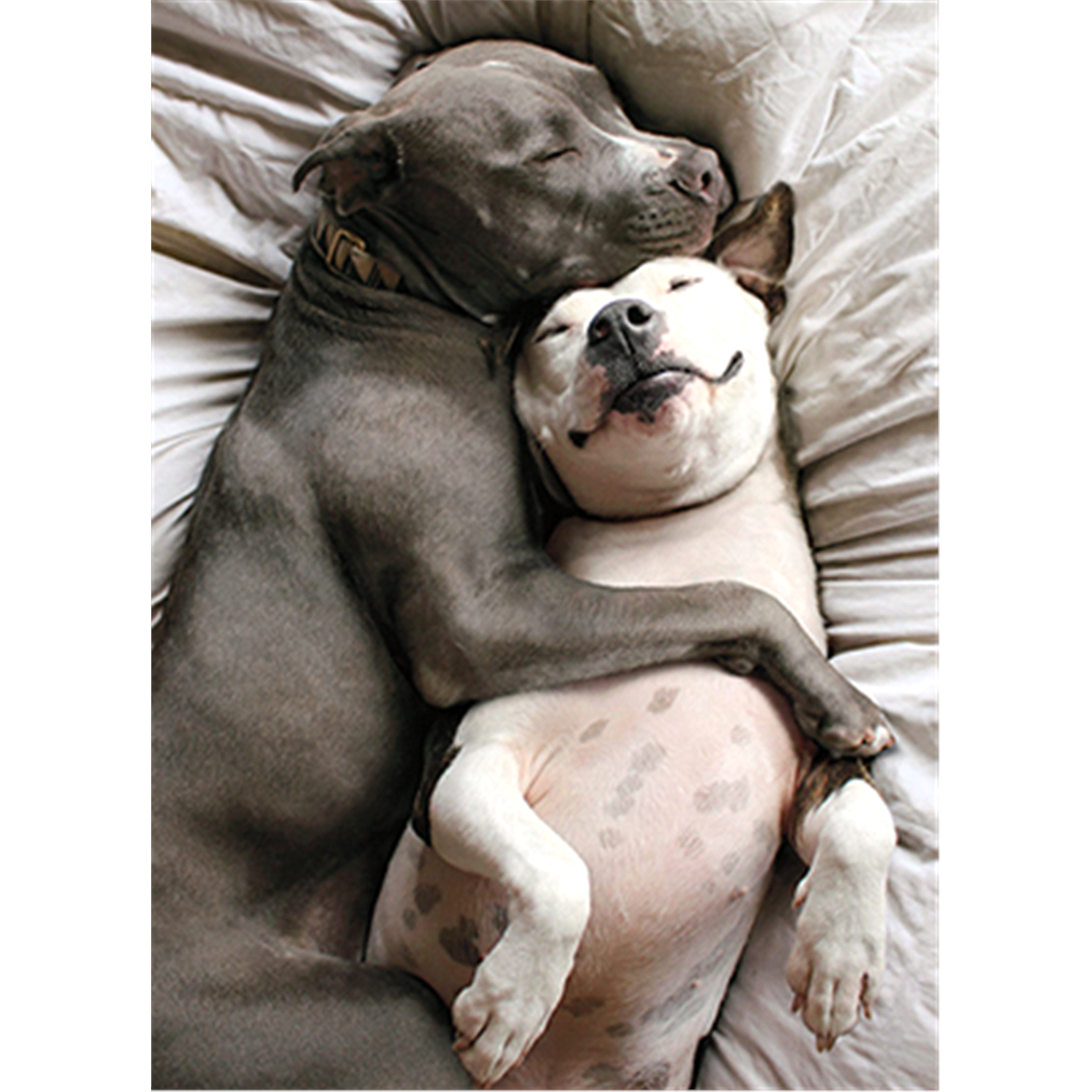 slide 1 of 1, Avanti Card Valentine Two Dogs Snuggling, 1 ct
