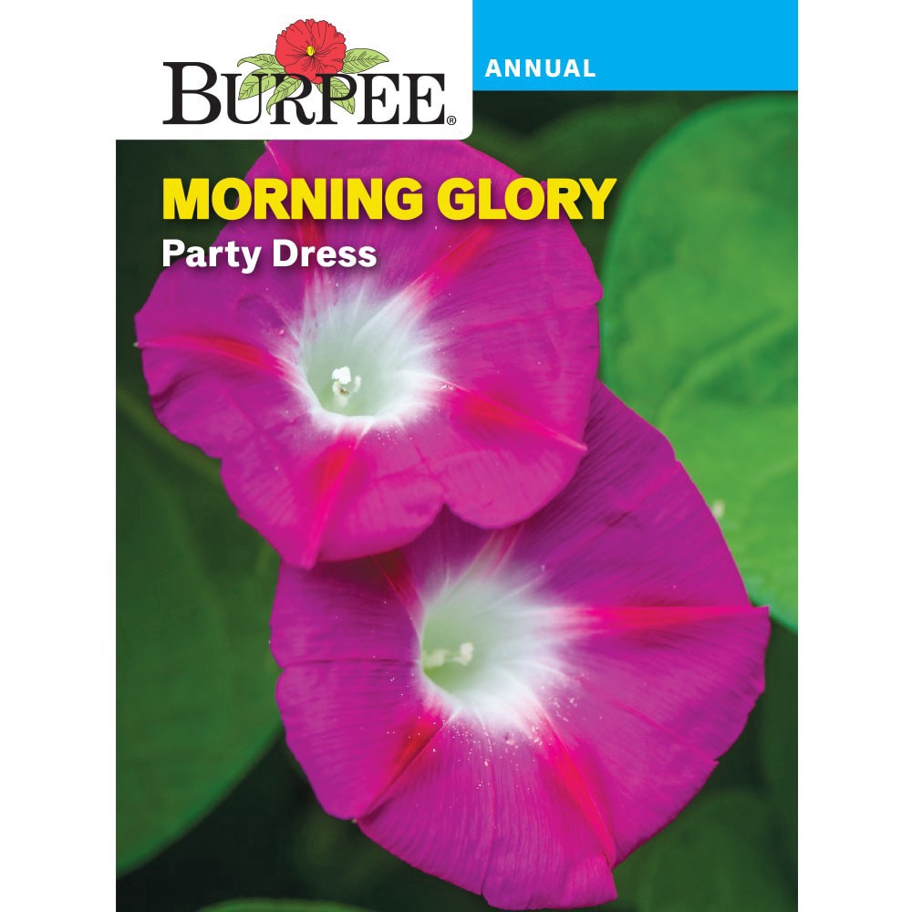 slide 1 of 1, Burpee Morning Glory Party Dress Seeds - Pink, 1 ct