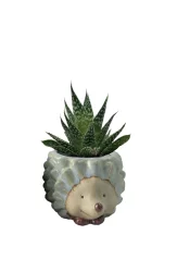 Succulents In Mini Forest Frie
