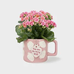 Live Kalanchoe Plant in Light Pink Berry Spring Mug - Good Little Garden™