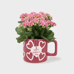 Live Kalanchoe Plant in Pink Hearts Spring Mug - Good Little Garden™