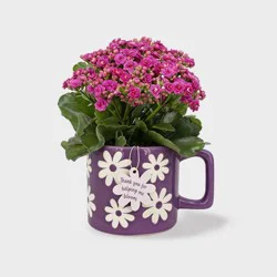Live Kalanchoe Plant in Purple Flowers Spring Mug - Good Little Garden™