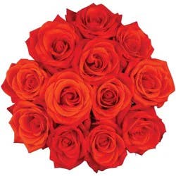 Mother's Day Roses Orange - Good Little Garden™