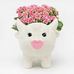 Live Kalanchoe Plant in Light Pink Highland Cow Pot - Good Little Garden™