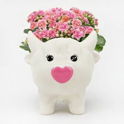 Live Kalanchoe Plant in Pink Highland Cow Pot - Good Little Garden™