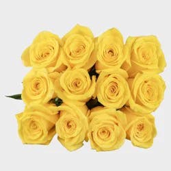 Dozen Premium Yellow Fresh Cut Roses - Good Little Garden™