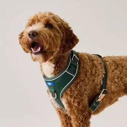 Hooray House Moto Vegan Leather Dog Harness - Green S