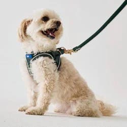 Hooray House Moto Vegan Leather Dog Harness - Green XS