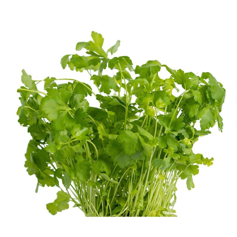 slide 1 of 4, Organic Fresh Cilantro - 1ct, 1 ct