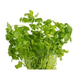 Organic Fresh Cilantro - 1ct