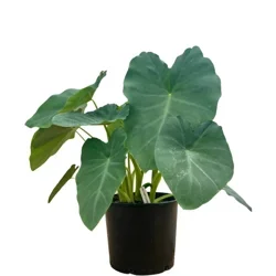 Elephant Ear Jack's Giant