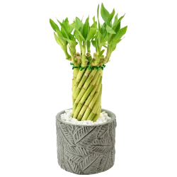Medium Character Bamboo