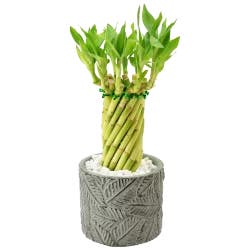 Medium Character Bamboo