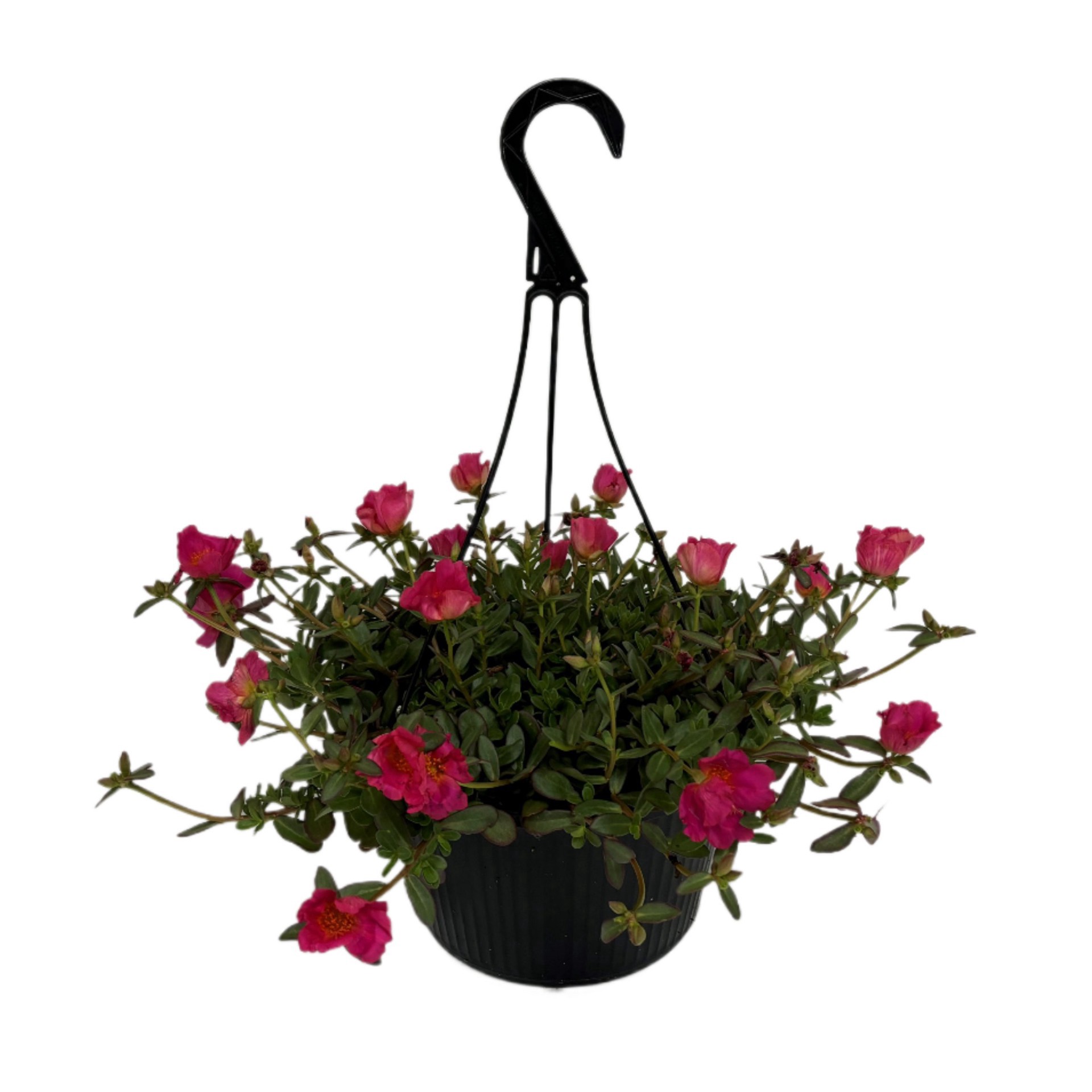 slide 1 of 1, Purslanes Hanging Basket, 10 ft ft