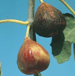 Fruit Trees - Figs
