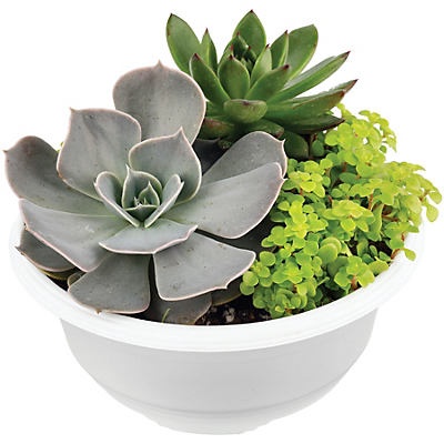 slide 1 of 1, Natures Herb Farm Red, White & Blue Mix Succulent Bowl, Assorted, 5.5 in