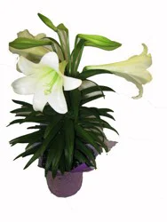 6 Inch Easter Lily
