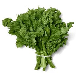 Culantro