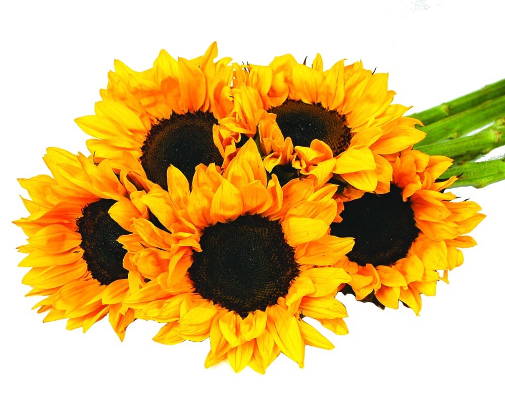 slide 1 of 1, Sunflower Bunch, 5 ct