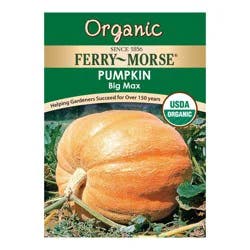 Pumpkin - Big Max Organic